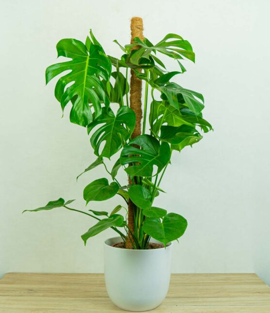 monstera-deliciosa monstera-deliciosa