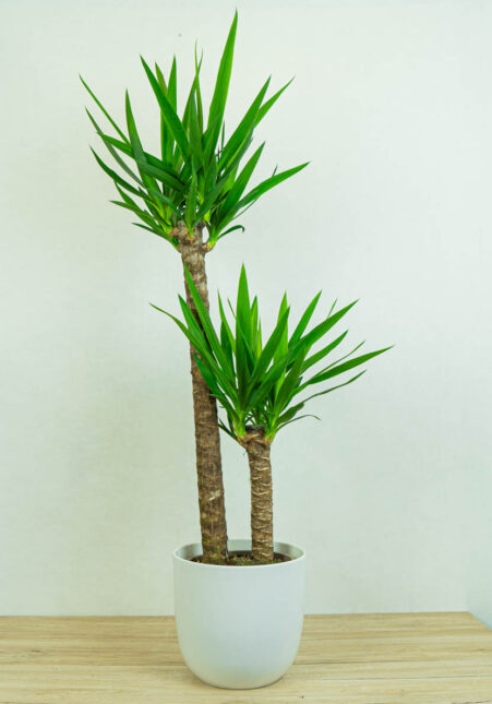 juka-yucca