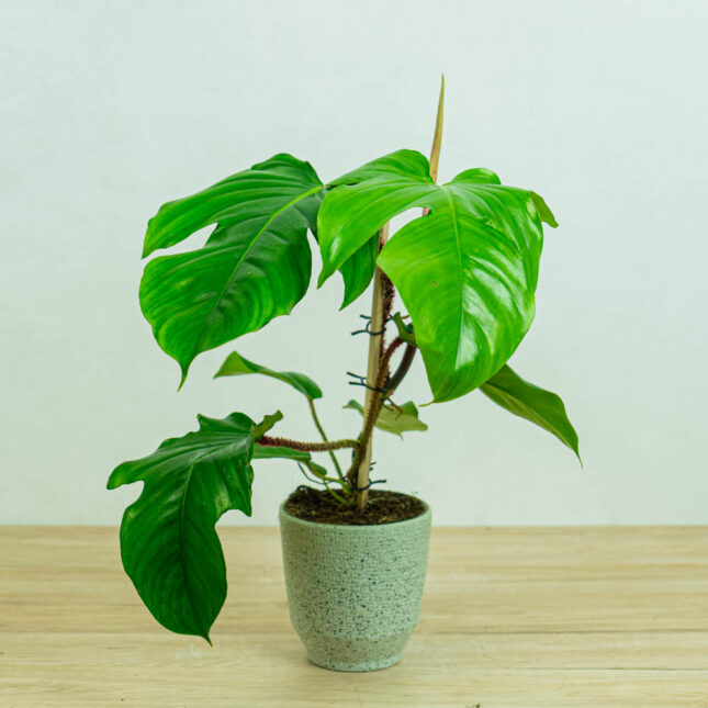 Philodendron squamiferum na drabince Philodendron squamiferum na drabince