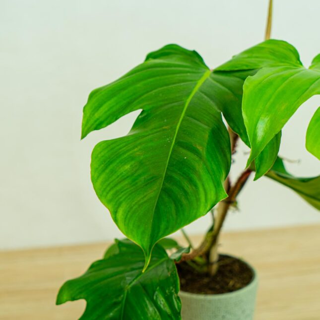Philodendron squamiferum na drabince Philodendron squamiferum na drabince
