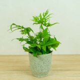paproc-doryopteris-pedata