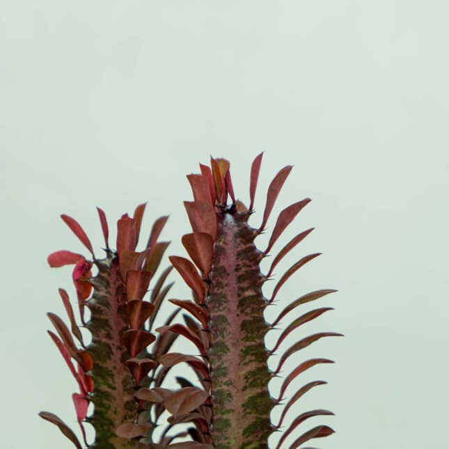 wilczomlecz-trojzebrowy-euphorbia-trigona-rubra wilczomlecz-trojzebrowy-euphorbia-trigona-rubra
