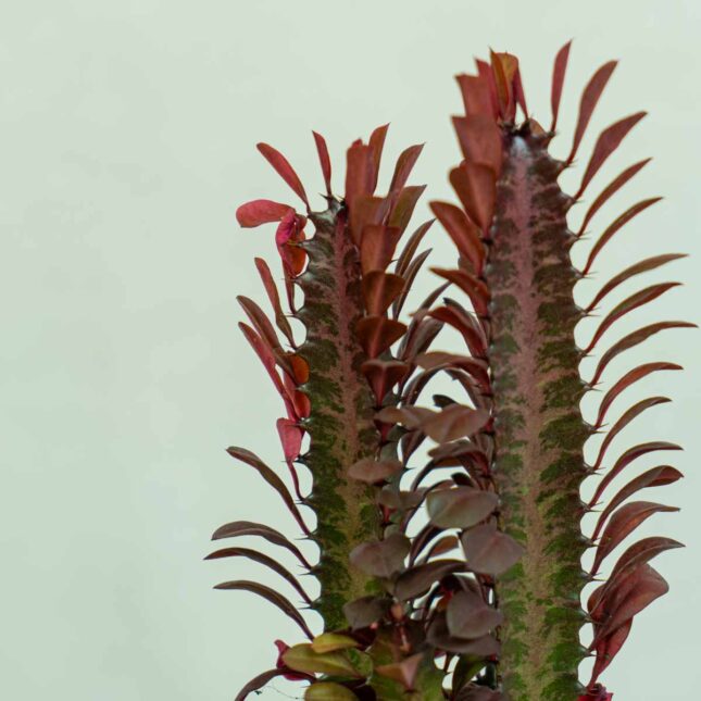 wilczomlecz-trojzebrowy-euphorbia-trigona-rubra wilczomlecz-trojzebrowy-euphorbia-trigona-rubra