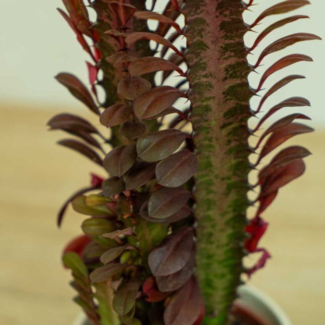 wilczomlecz-trojzebrowy-euphorbia-trigona-rubra wilczomlecz-trojzebrowy-euphorbia-trigona-rubra