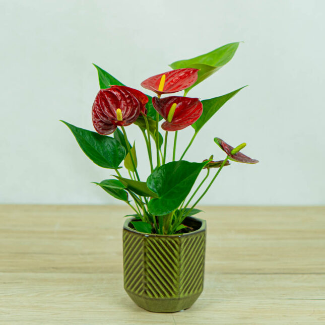 anthurium-red anthurium-red