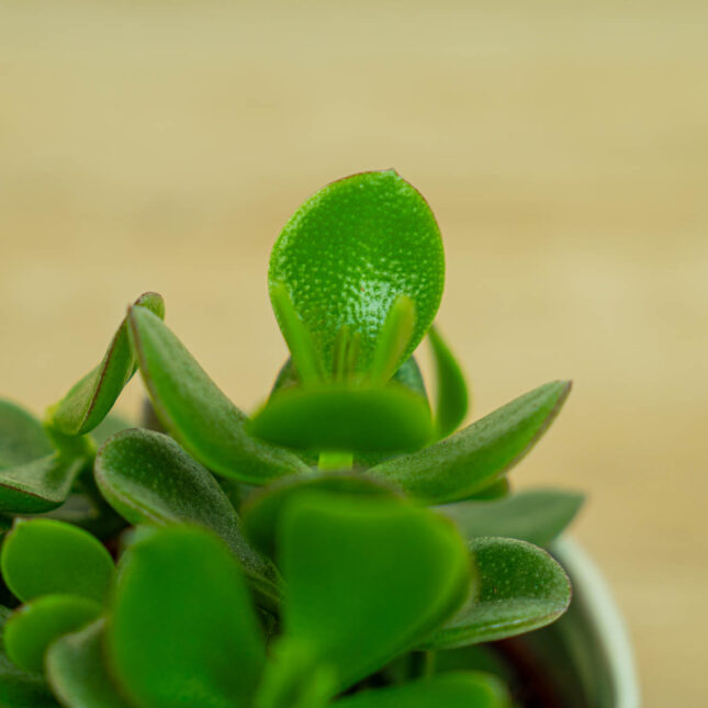 grubosz-hulk-crassula-hulk grubosz-hulk-crassula-hulk