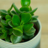 grubosz-hulk-crassula-hulk