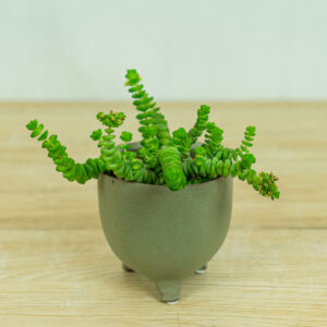 grubosz-hottentot-crassula-marnieriana