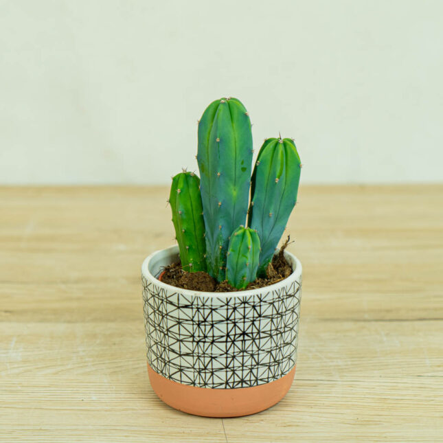 cereus-myrtillocactus-geometrizans cereus-myrtillocactus-geometrizans