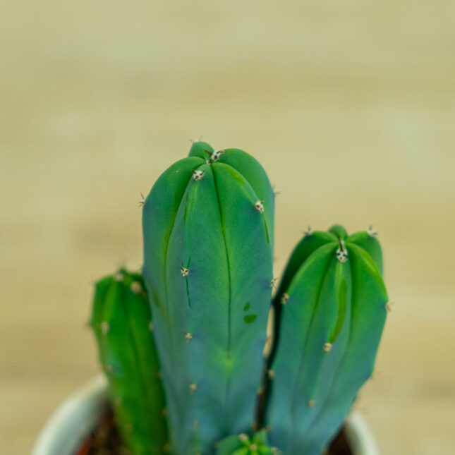 cereus-myrtillocactus-geometrizans cereus-myrtillocactus-geometrizans
