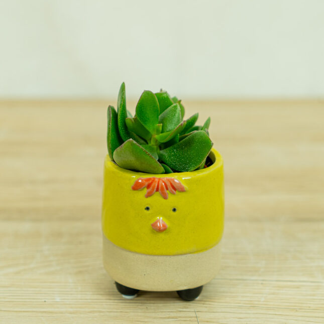 crassula-hulk-baby-grubosz-hulk-baby