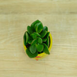 crassula-hulk-baby-grubosz-hulk-baby