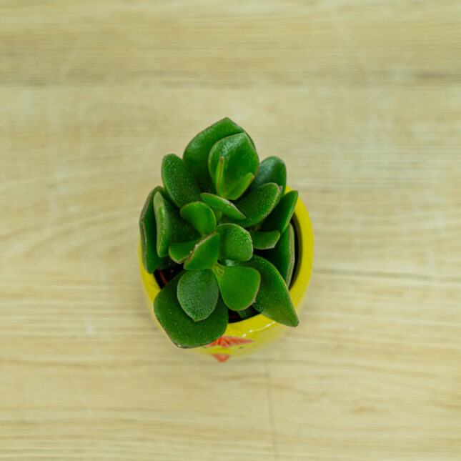 crassula-hulk-baby-grubosz-hulk-baby crassula-hulk-baby-grubosz-hulk-baby