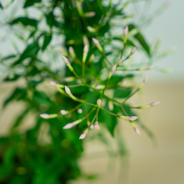 jasmin-na-obreczy-jasminum-polyanthum jasmin-na-obreczy-jasminum-polyanthum