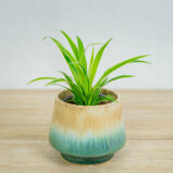 Zielistka-baby-chlorophytum-comosum-irish