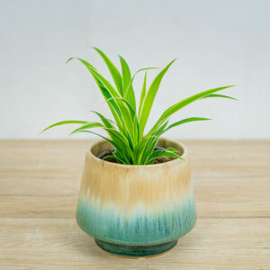 Zielistka-baby-chlorophytum-comosum-irish
