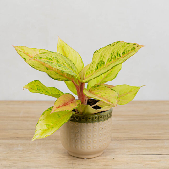 Mała Szklarnia aglaonema-chartreuse-pretty
