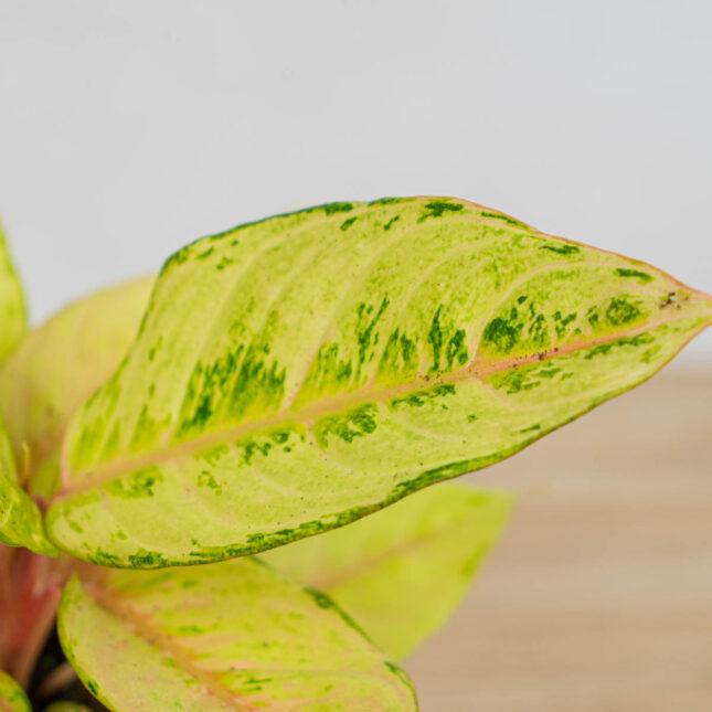 Mała Szklarnia aglaonema-chartreuse-pretty