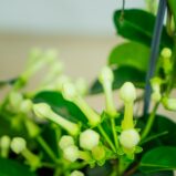 stefanotis-bukietowy-stephanotis-floribunda