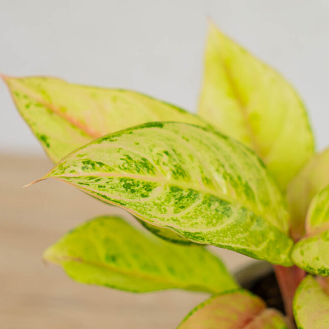 Mała Szklarnia aglaonema-chartreuse-pretty