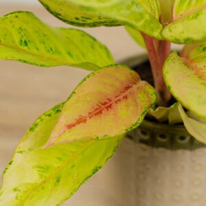 aglaonema-chartreuse-pretty