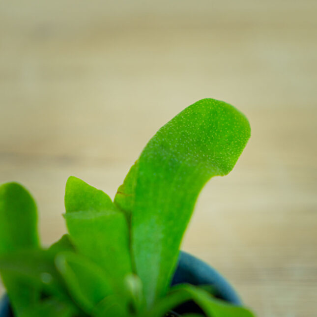 losie-rogi-baby-platycerium-bifurcatum losie-rogi-baby-platycerium-bifurcatum