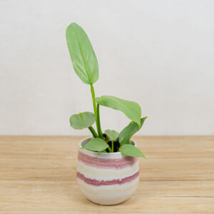 philodendron-hastatum-silver-queen