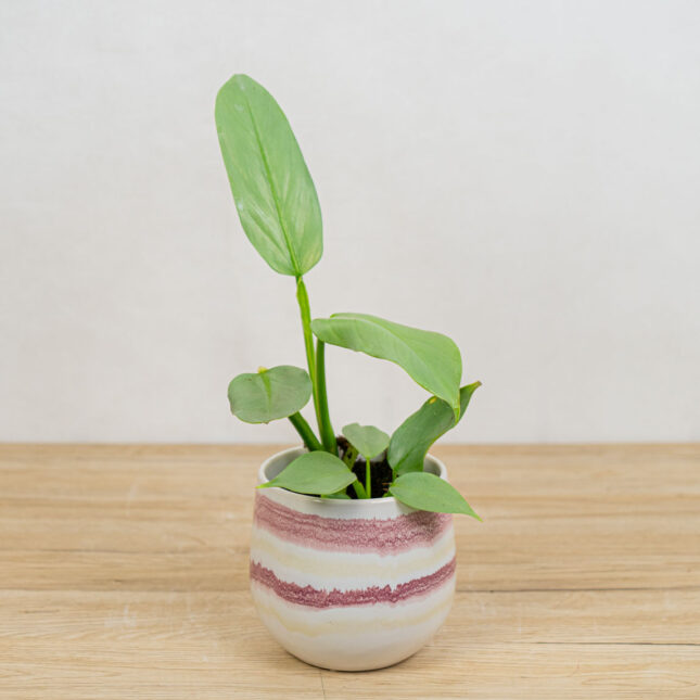 Mała Szklarnia philodendron-hastatum-silver-queen