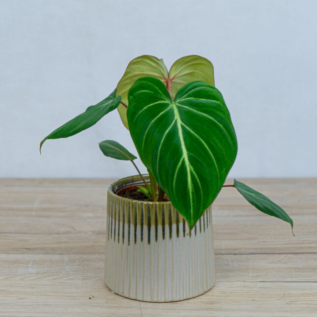 Mała Szklarnia philodendron-gloriosum