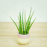sansevieria-fernwood-baby