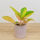 aglaonema-peach-pearl