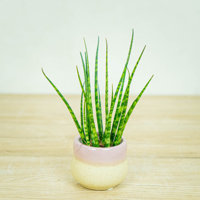 sansevieria-fernwood-baby