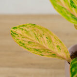 aglaonema-peach-pearl