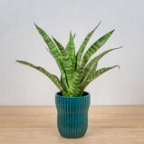 sansevieria-diamond-green
