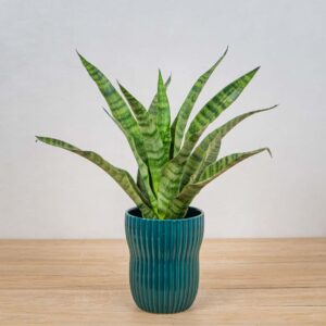 sansevieria-diamond-green
