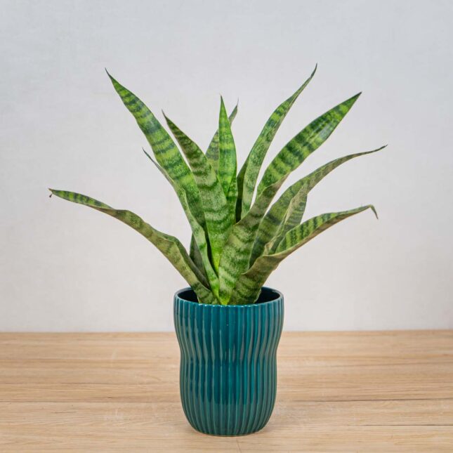 sansevieria-diamond-green