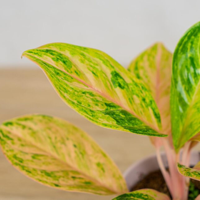 Mała Szklarnia aglaonema-peach-pearl