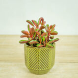 peperomia-graveolens