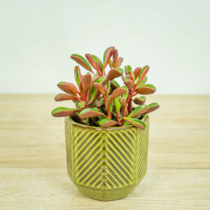 peperomia-graveolens
