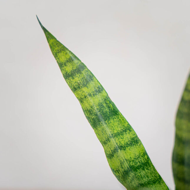 Mała Szklsansevieria-diamond-greenarnia sansevieria-diamond-green