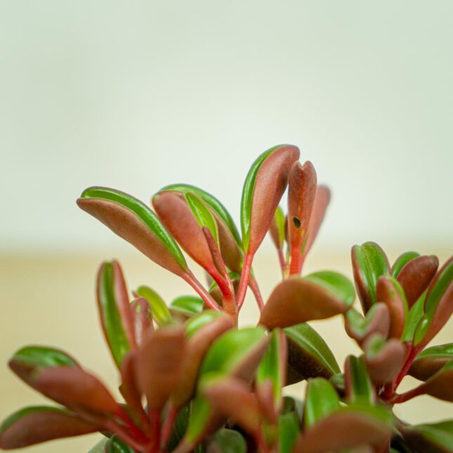 Mała Szklarnia peperomia-graveolens