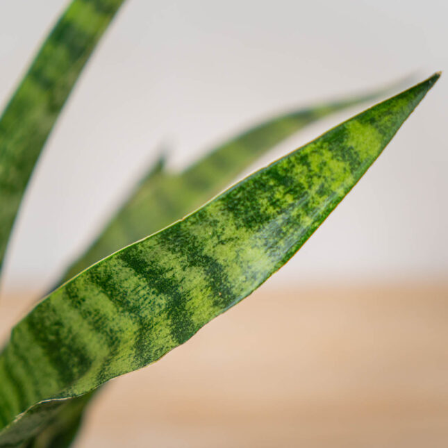 sansevieria-diamond-green sansevieria-diamond-green