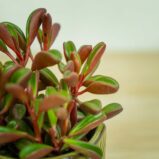 peperomia-graveolens