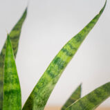 sansevieria-diamond-green