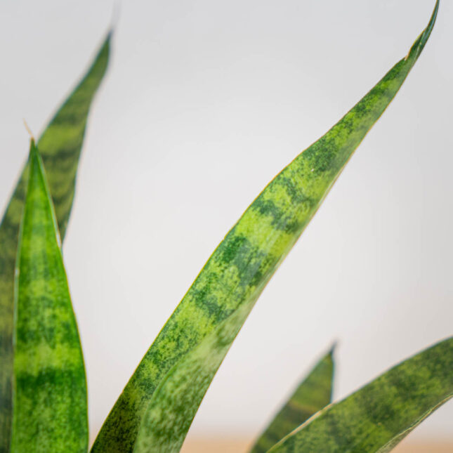 sansevieria-diamond-green sansevieria-diamond-green