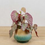 begonia-two-face