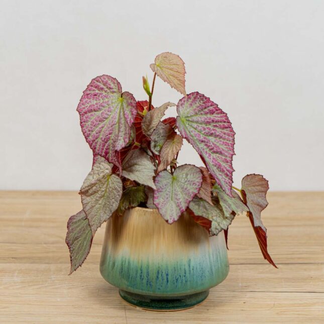 Mała Szklarnia begonia-two-face