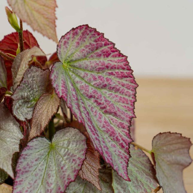 Mała Szklarnia begonia-two-face