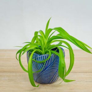 zielistka-green-bonnie-chlorophytum-comosum