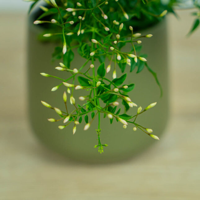 Mała Szklarnia jasmin-jasminum-polyanthum